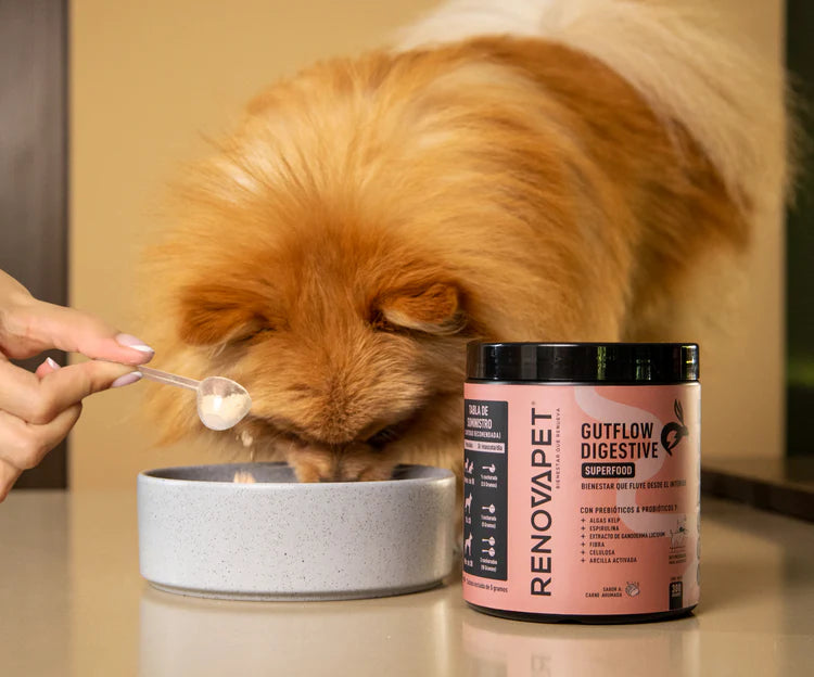 Gutflow Digestive