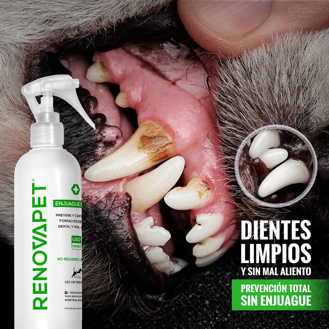 🐾RENOVAPET 🐶 Adiós Al Sarro 😻